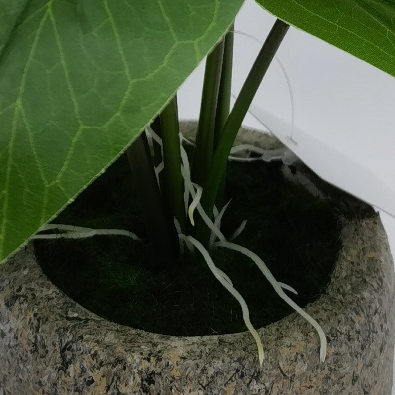 Calla Lily in Concrete Pot 26cm Height