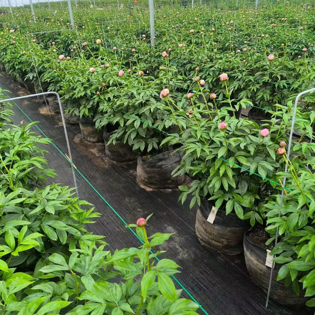 Anti-UV High Strength PP Woven Planter Bag