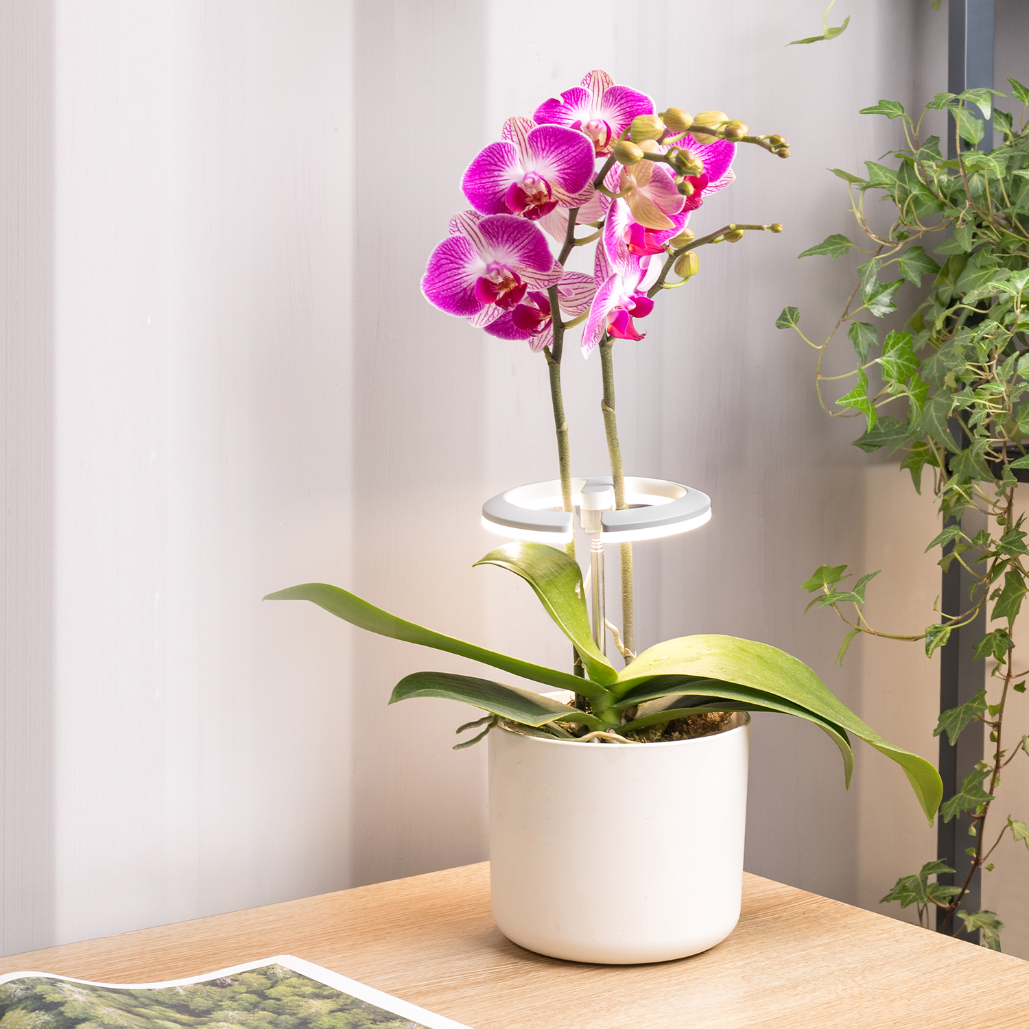 10W Smart LED Grow Light Ring with Timer Controller