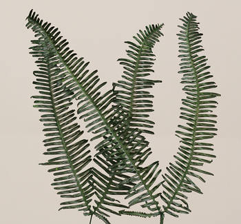 Preserved Seagull Fern