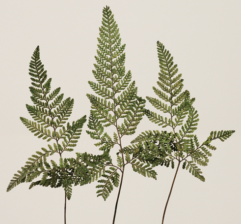 Mini Fern Preserved Dried Flowers