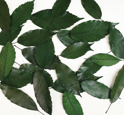 Wild Leaf Preserved 40g Bag