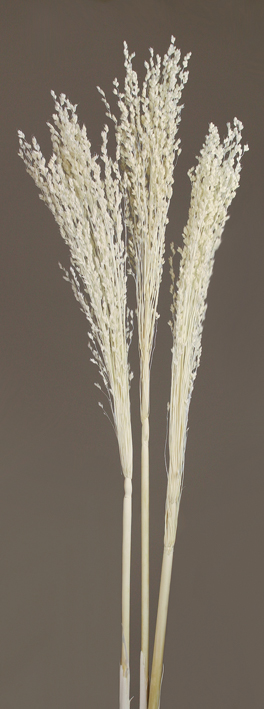 Jumbo Sorghum Dried Flowers