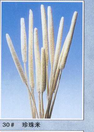 Babala Dried Flowers Bundle