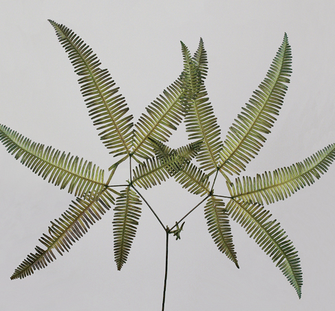 Preserved Mountain Fern Dried Flowers