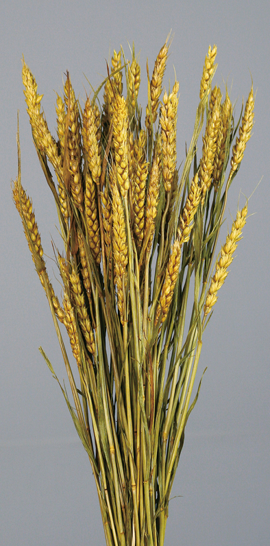 Dried Rye Wheat Flowers