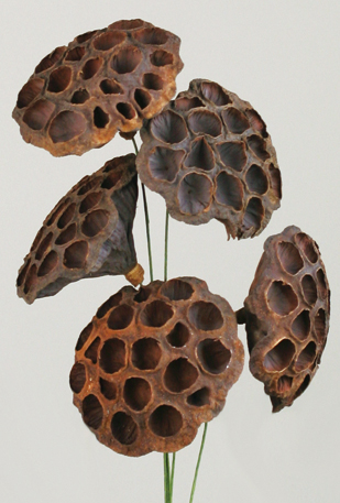 Dried Lotus Pods