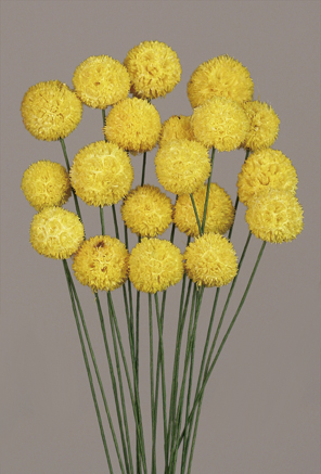 Wind Ball Dried Flowers