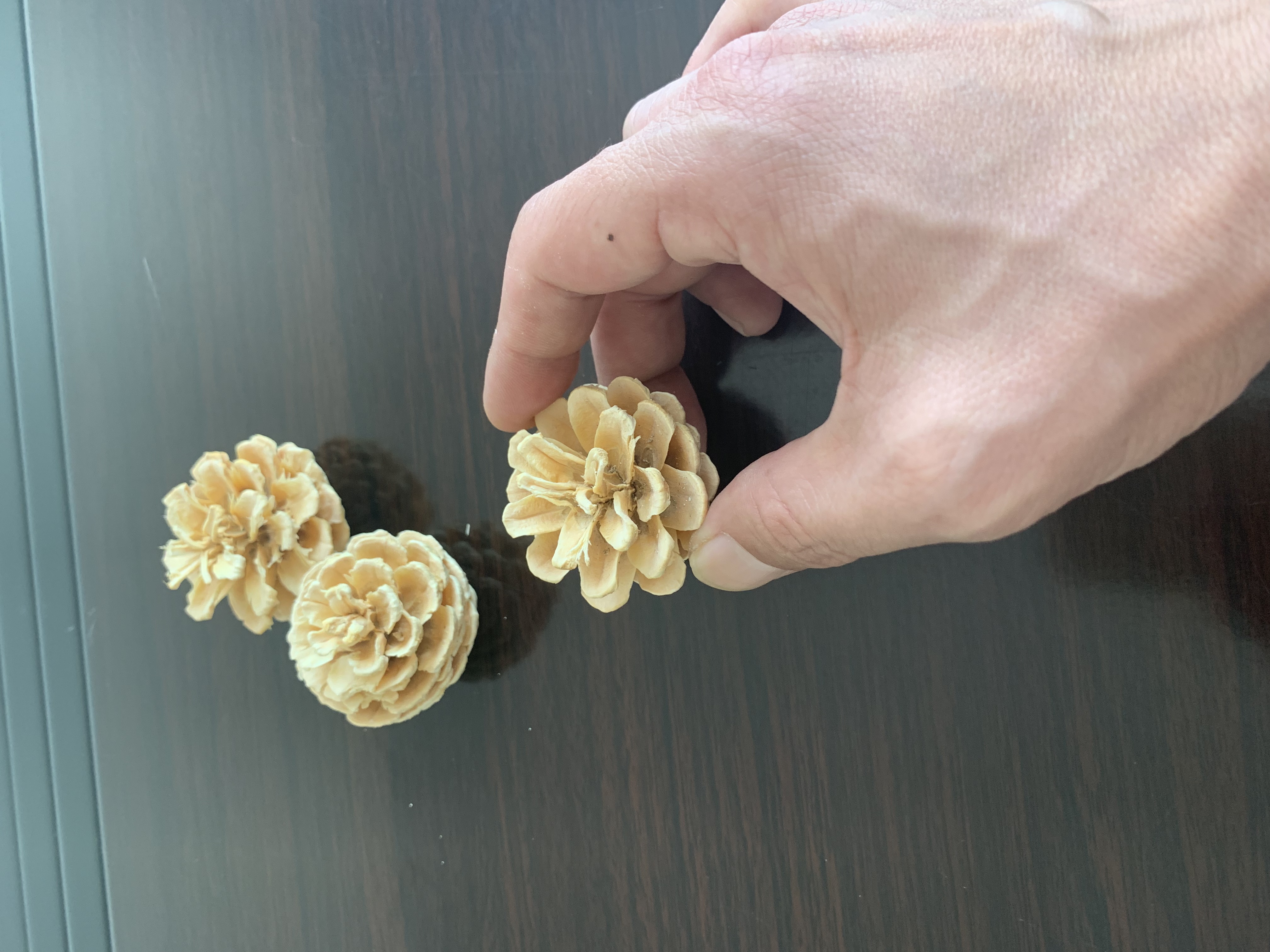 Bleached Pine Cones