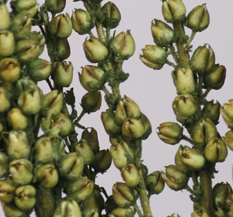 Verbascum Dried Flowers