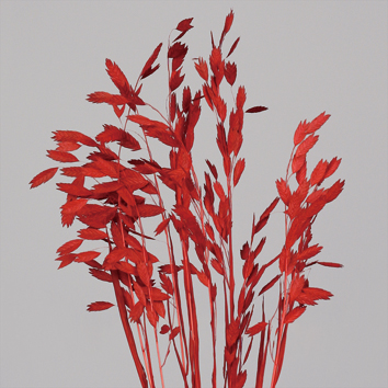 Preserved Diamond Grass