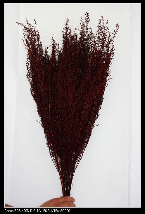 Sweet Annie Preserved Dried Flowers