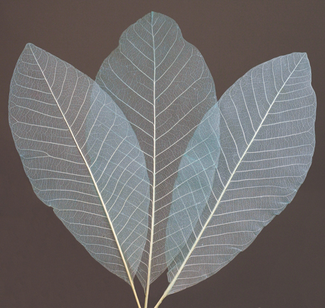 Long Skeleton Leaves Dried Flowers