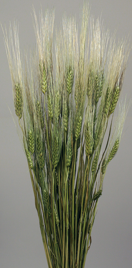 Dried Triticum Wheat Flowers