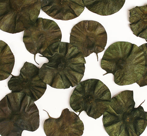 Dried Coin Leaves