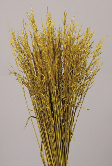 Dried Oat Flowers