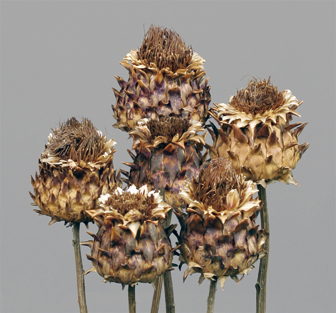 Dried Artichoke Flowers