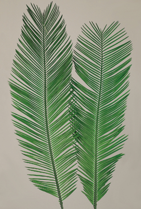 Dried Cycas Leaves