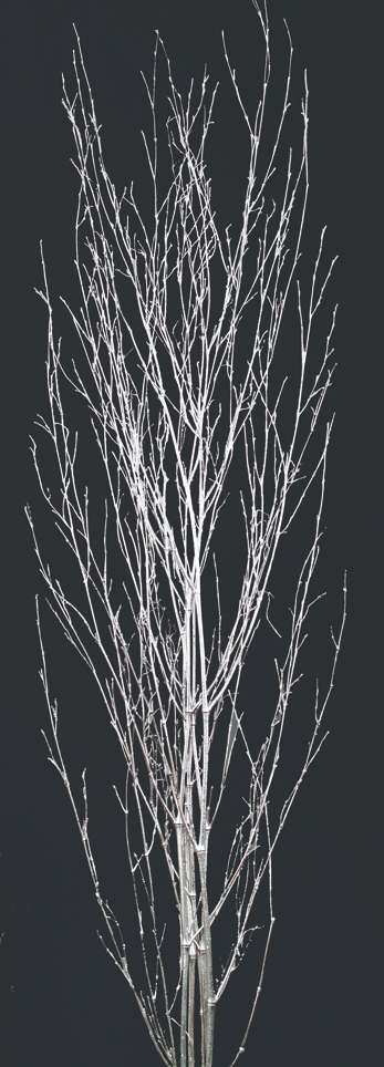 Bamboo Glitter Dried Flowers