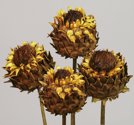 Artichoke M
