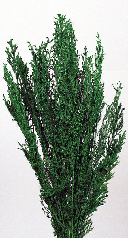 Preserved Long Lycopodium