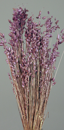 Briza Max Dried Flowers
