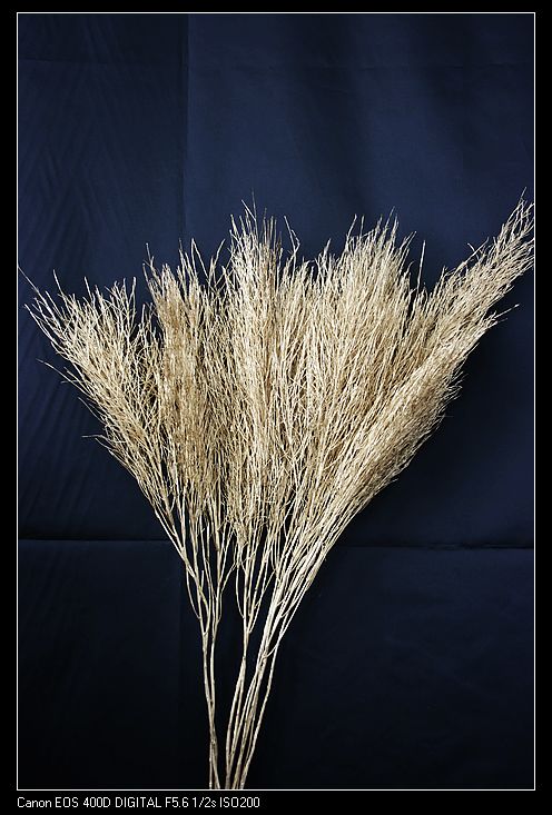 Upright Fern Preserved Dried Flowers