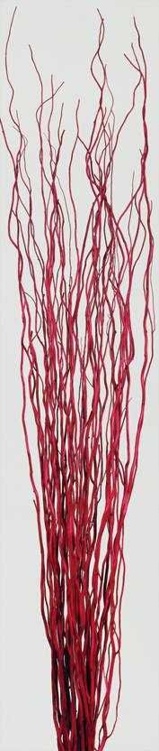 Dried Salix Branch