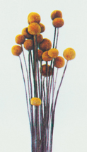 Billy Button Dried Flowers