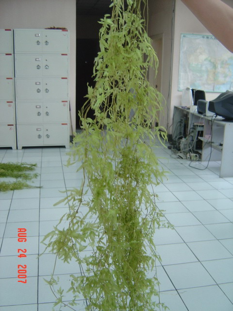 Canton Fair product