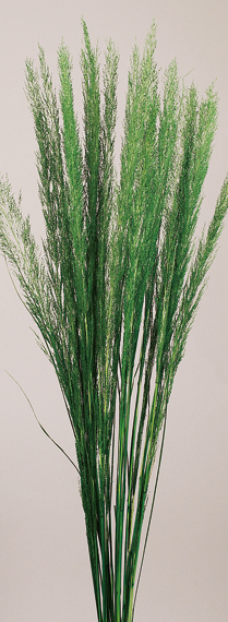 Preserved Peacock Grass Dried Flowers