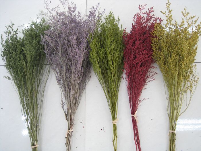 Caspia Dried Flowers