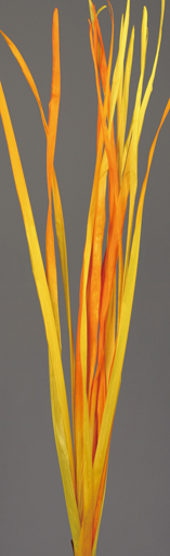 Long Palm