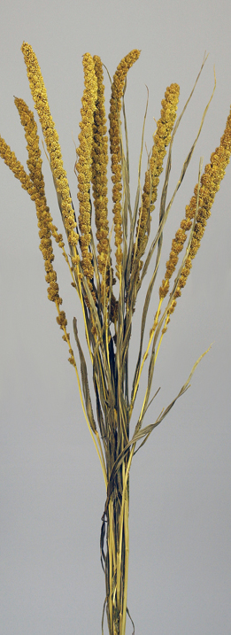 Dried Setaria Flowers Bundle