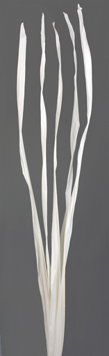 Long Palm Dried Flowers
