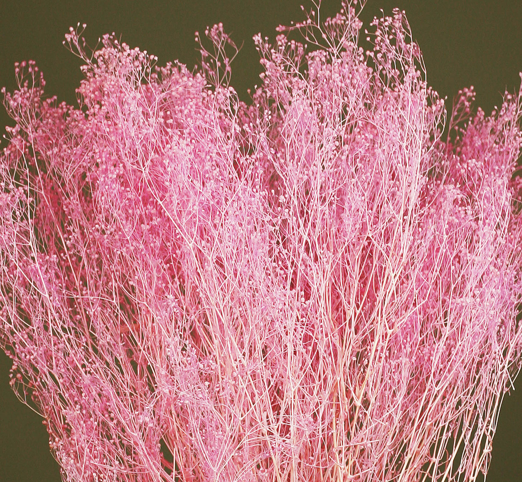 Gypsophila Dried Flowers 60g Bundle