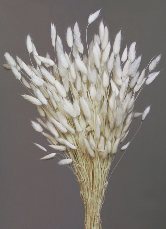 Dried Rabbit Tail Flowers