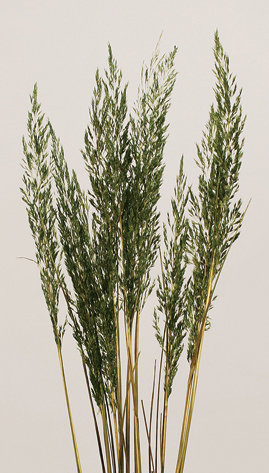 Fox Tail 10 Pieces Per Bundle