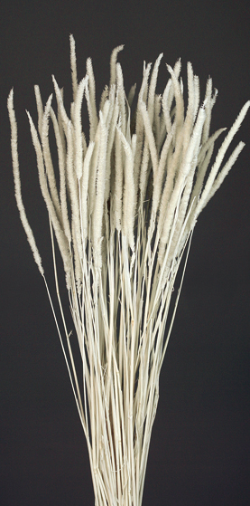 Phleum Dried Flower