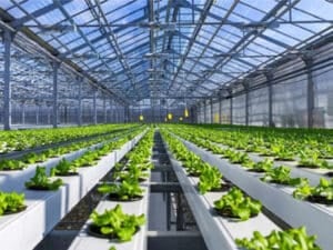 Portal Steel Structure Commercial Greenhouse Building
