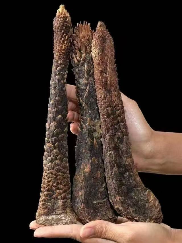 Dried Cistanche deserticola strips