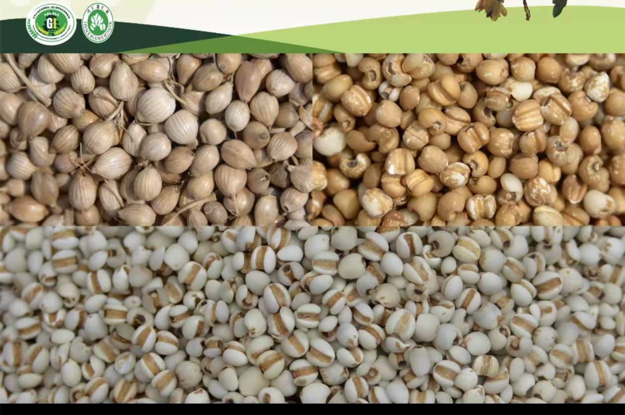 Coix Seed