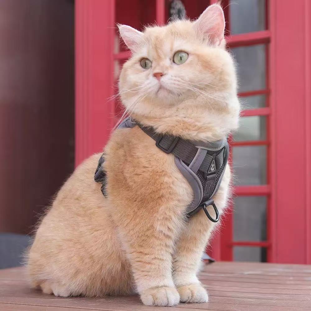Eco-friendly Leather Dog and Cat Leash with Chest Collar