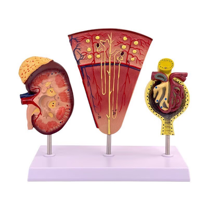 Human Kidney Nephron and Glomerulus Anatomy Model