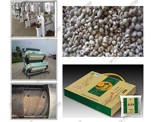 Coix Seed Dehulling and Separating Machine