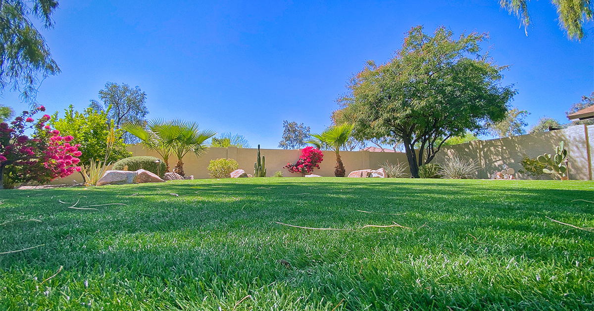Landscape Turf