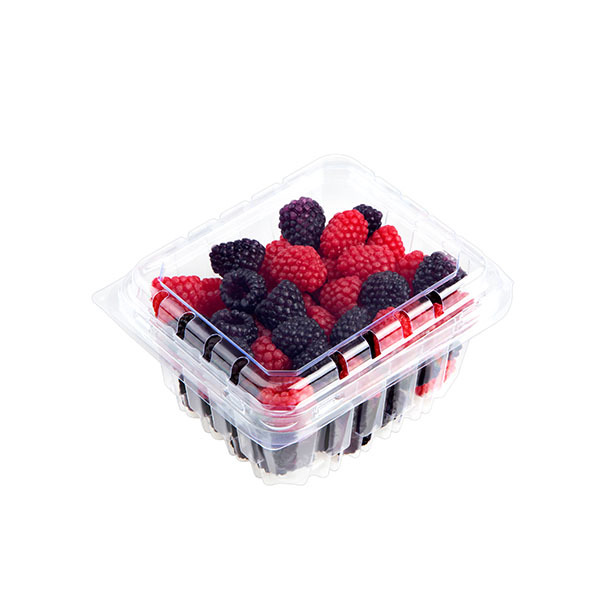Blueberry Box Packaging Series